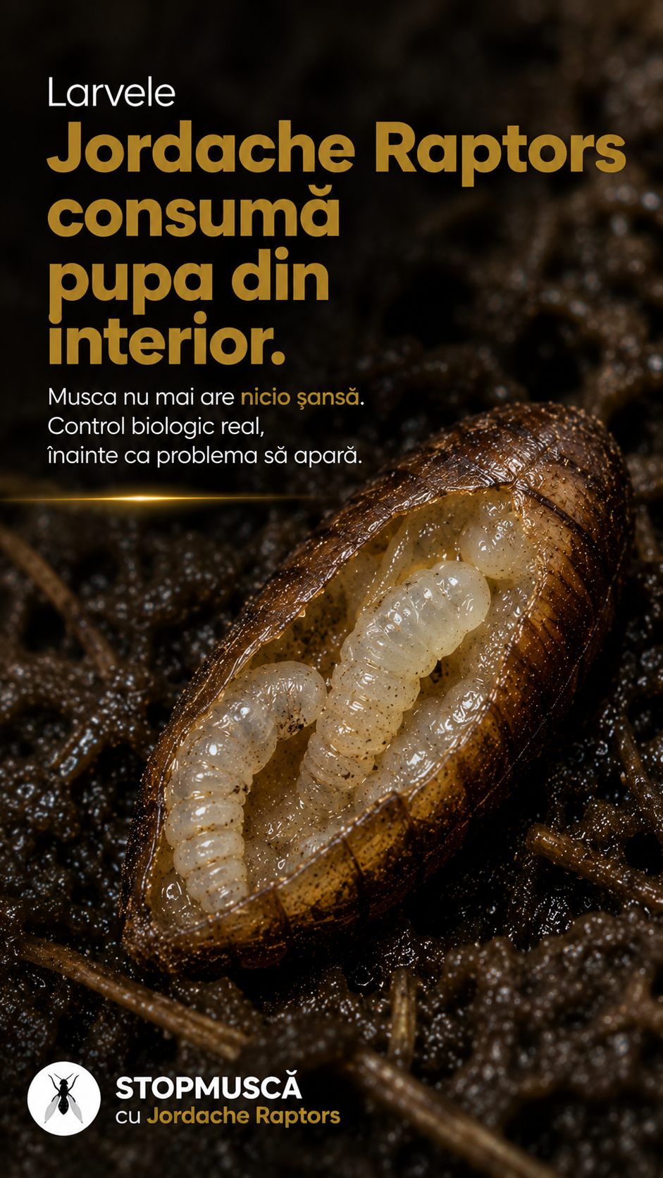 Larvele Jordache Raptors consumă pupa din interior