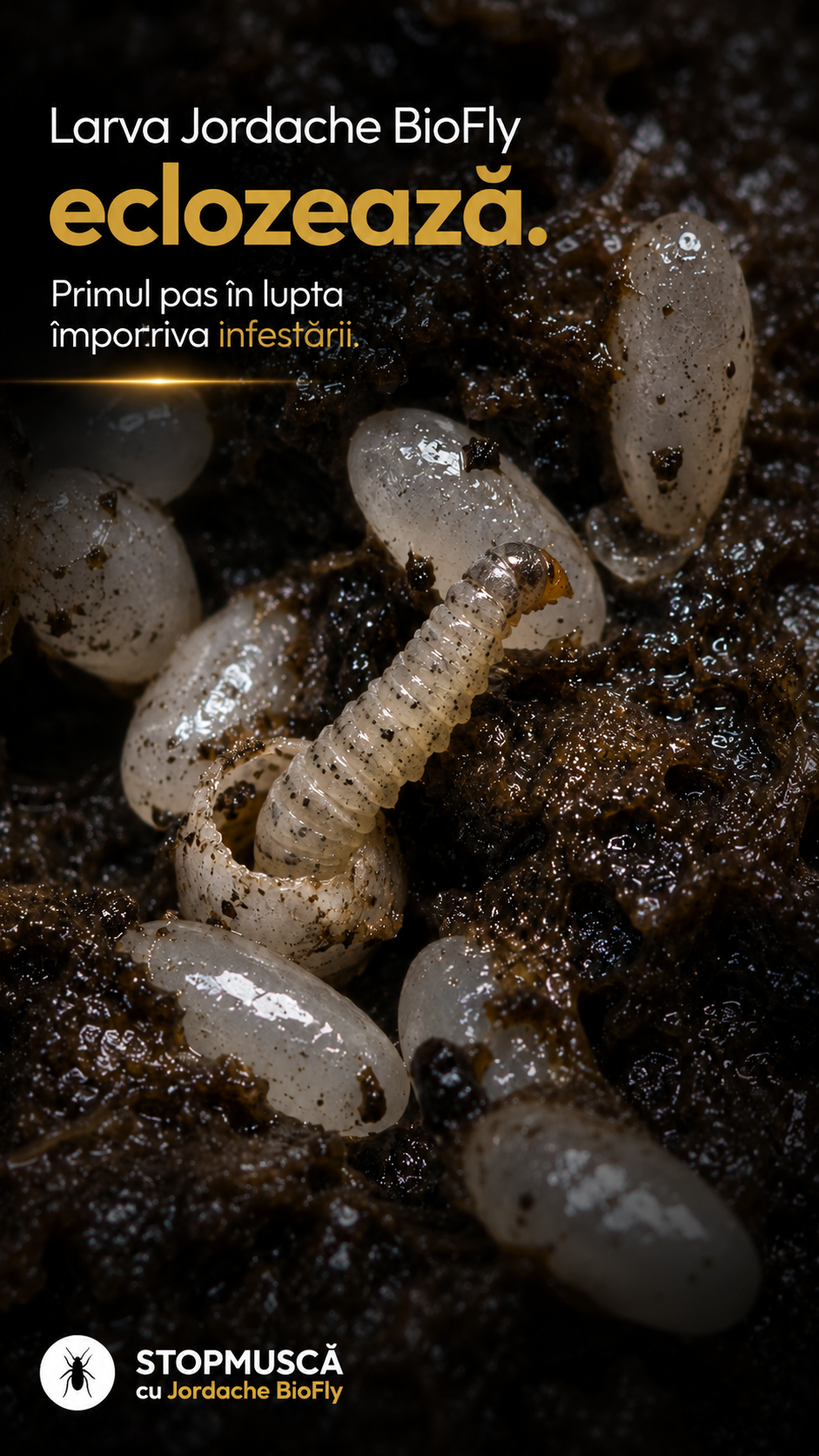 Larva Jordache BioFly eclozează