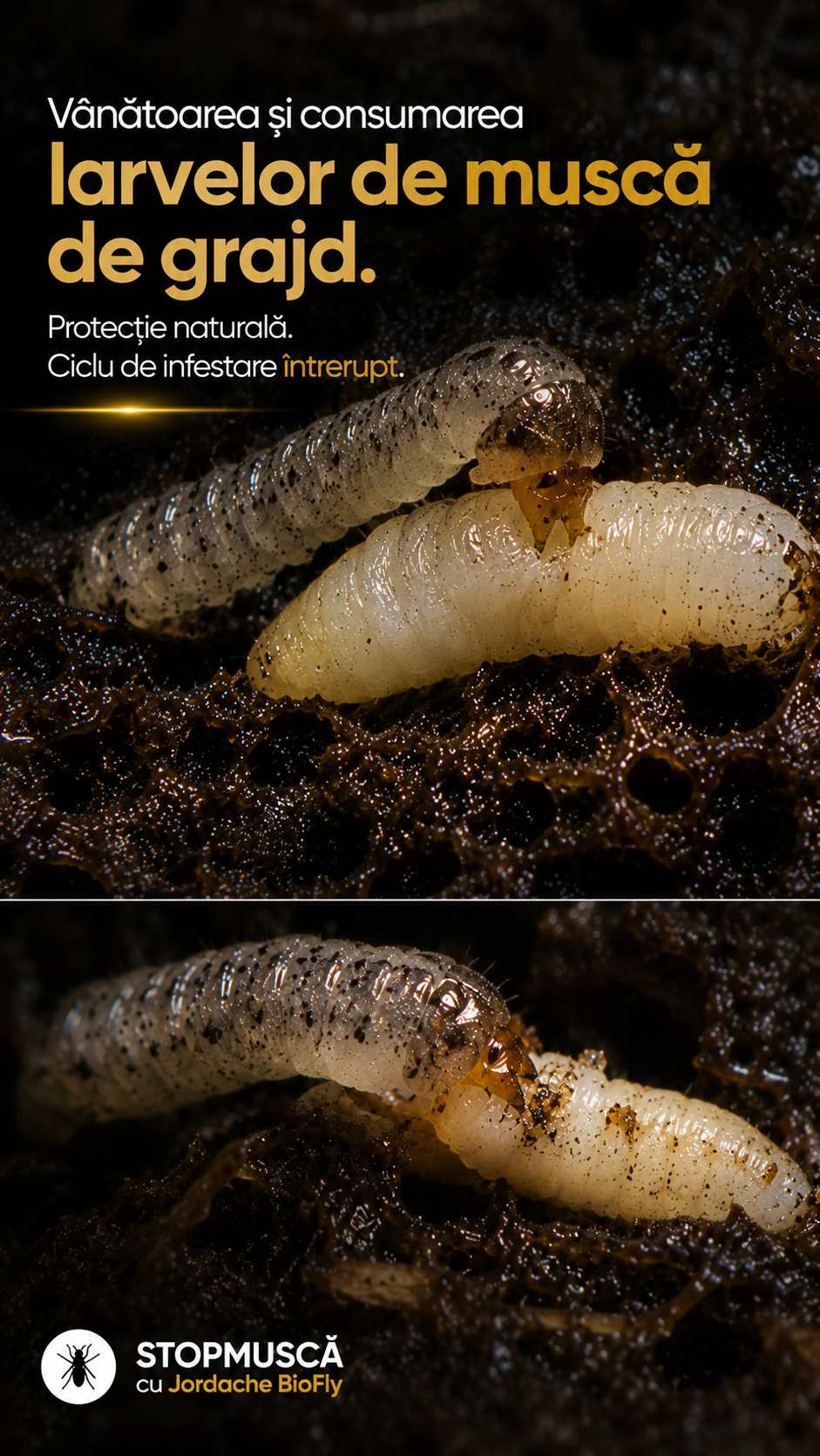 Larva Jordache BioFly consumă larva de muscă de grajd