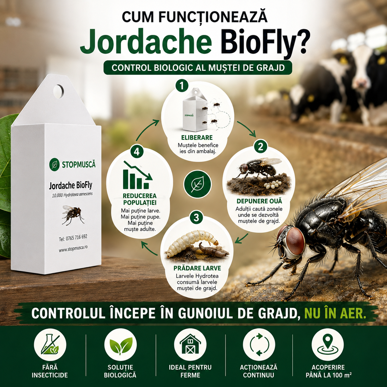 Cum funcționează Jordache BioFly — infografic control biologic al muștei de grajd