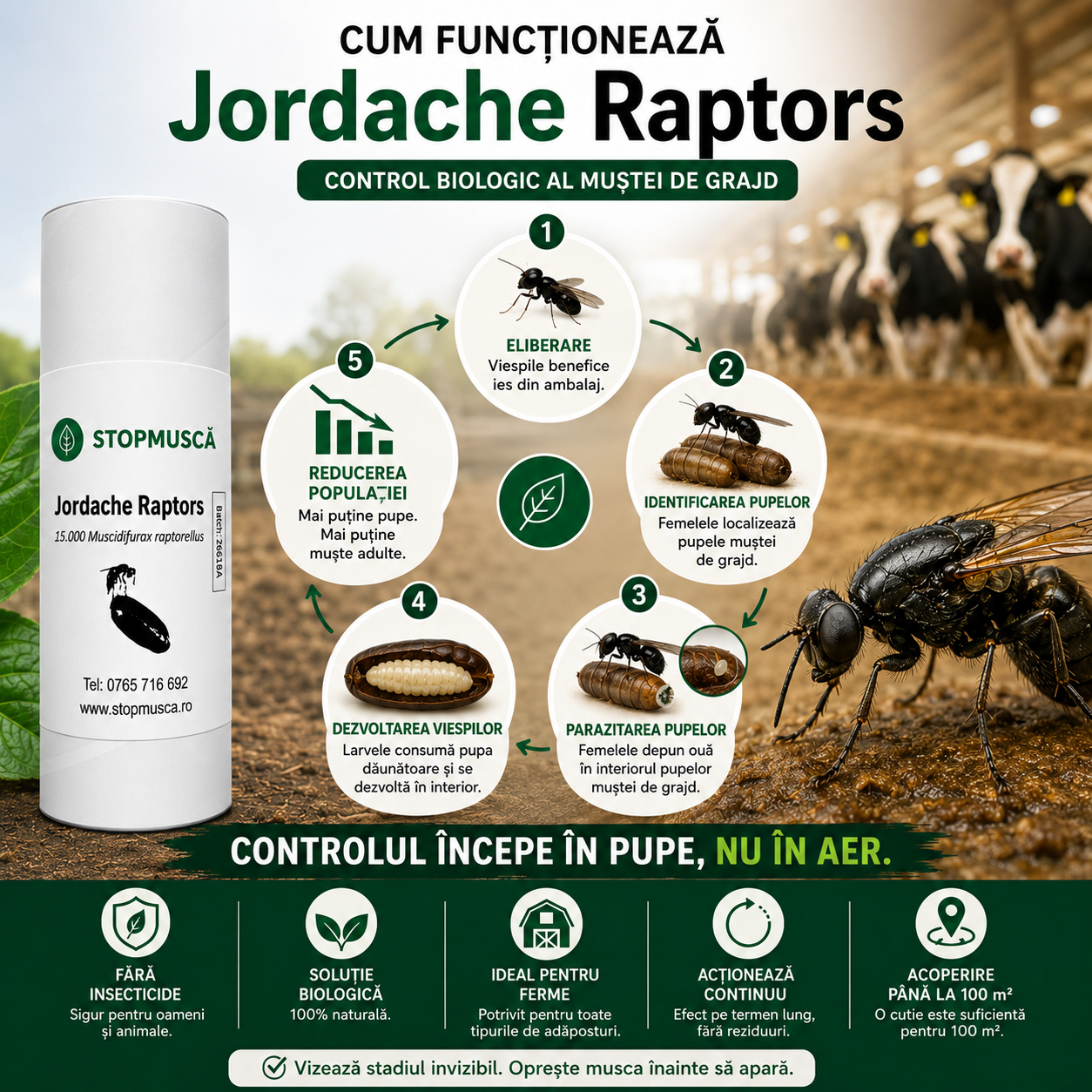 Cum funcționează Jordache Raptors — infografic control biologic al muștei de grajd